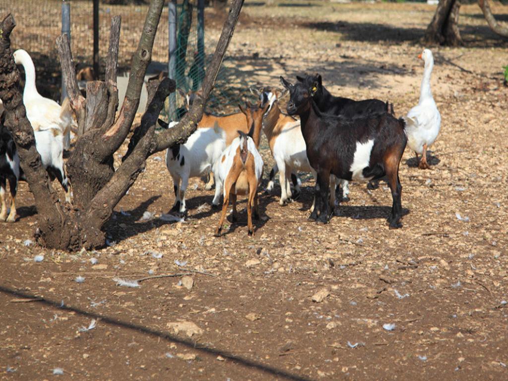 Tenuta Lama Gorga Трани Екстериор снимка